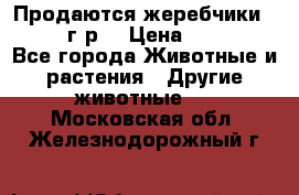 Продаются жеребчики 14,15 16 г.р  › Цена ­ 177 000 - Все города Животные и растения » Другие животные   . Московская обл.,Железнодорожный г.